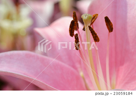 Beautiful lily growing in garden Beautiful lily growing in garden 23059184