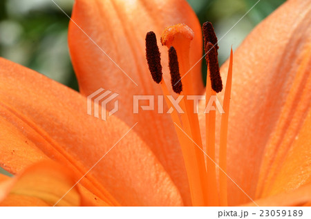 Beautiful lily growing in garden Beautiful lily growing in garden 23059189