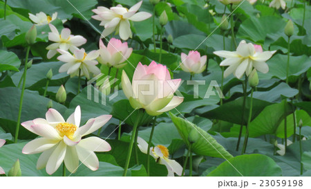 ハスの花 ハスの花 23059198
