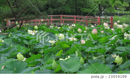 蓮池 23059199