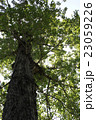 新緑を見上げる 23059226