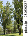 並木を歩く 23059227
