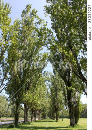 並木を歩く 23059227