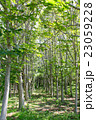 新緑の中を歩く 23059228