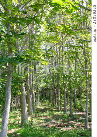 新緑の中を歩く 23059228