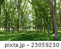 新緑の中を歩く 23059230