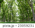 新緑をいっぱいに感じる 23059231