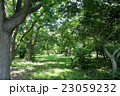 木漏れ日を感じて 23059232