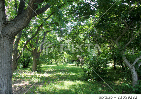 木漏れ日を感じて 23059232