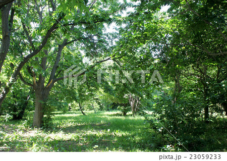 鮮やかな緑の中で 23059233