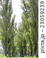 高い木に囲まれて 23059239