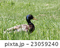 芝生に隠れたカモ 23059240