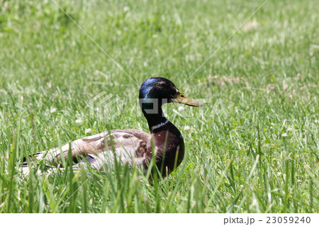 芝生に隠れたカモ 23059240