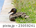休憩中のカモ 23059241