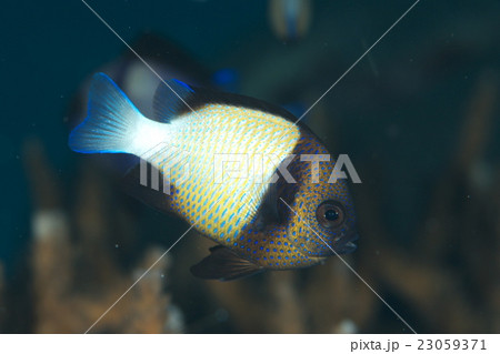 インディアンダッシラス 23059371