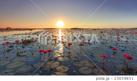 The sea of red lotus, Udon Thani, Thailand The sea of red lotus, Udon Thani, Thailand 23059651