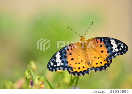 羽化したてのツマグロヒョウモンチョウ 23059896