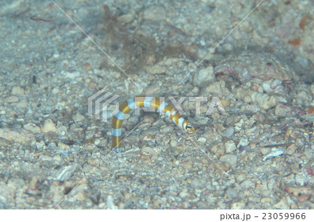 ニシキアナゴ 23059966