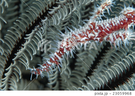 ニシキフウライウオ ニシキフウライウオ 23059968