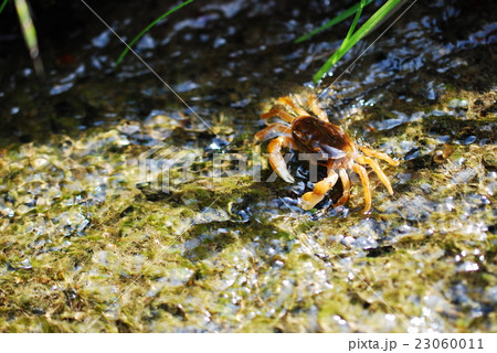 餌を食べるサワガニの写真素材 [23060011] - PIXTA