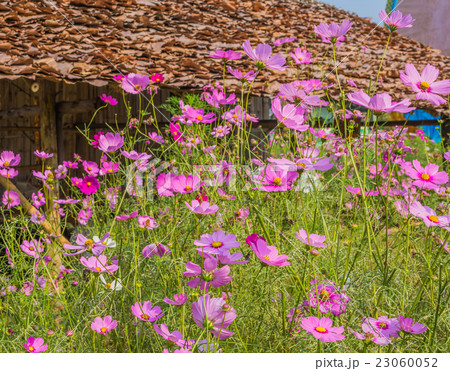 image of Group of cosmos flower in the field. image of Group of cosmos flower in the field. 23060052