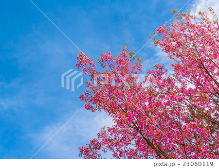 wild Himalayan Cherry flower(Thailand's sakura) wild Himalayan Cherry flower(Thailand's sakura) 23060119