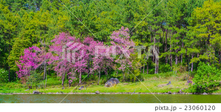 wild Himalayan Cherry flower Thailand's sakura wild Himalayan Cherry flower Thailand's sakura 23060120