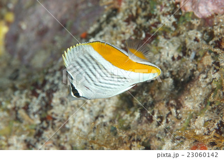 マダガスカルバタフライフィッシュ マダガスカルバタフライフィッシュ 23060142