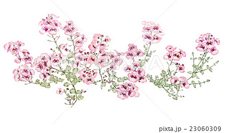 花の水彩イラスト ディアスシア のイラスト素材 23060309 Pixta