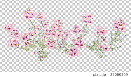 Flower watercolor illustration "Diaasia" 23060309