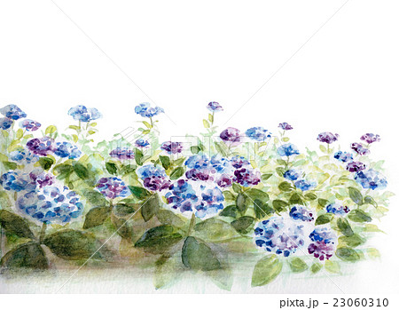 紫陽花の水彩画イラストのイラスト素材
