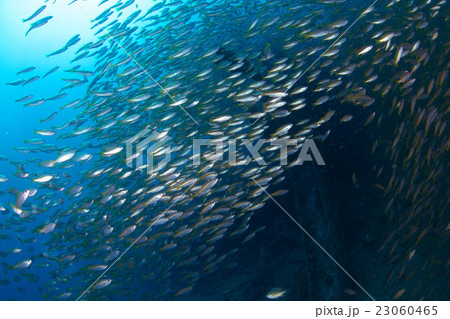 魚の群れ 23060465