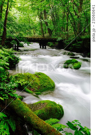 春の奥入瀬渓谷 春の奥入瀬渓谷 23060641