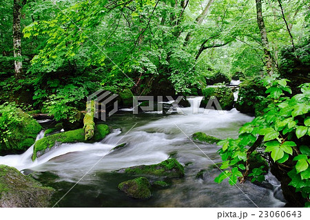 春の奥入瀬渓谷（修羅の流れ） 23060643