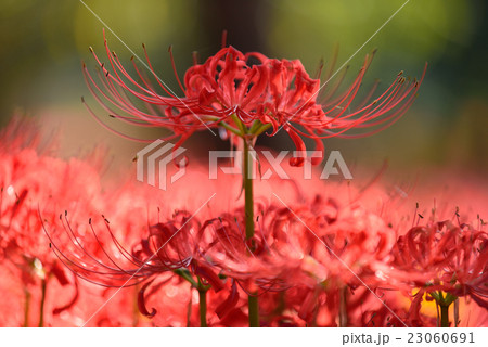森に映える彼岸花 23060691