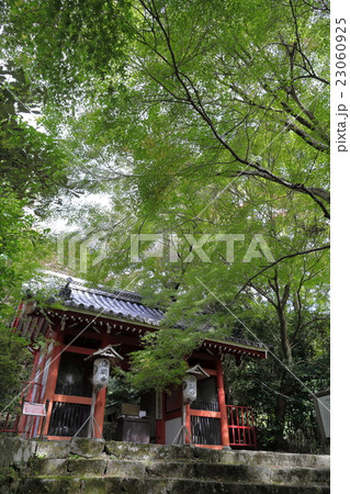 金蔵寺の青もみじ 23060925