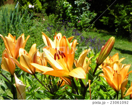 透かし百合の仲間のオレンジの花の写真素材