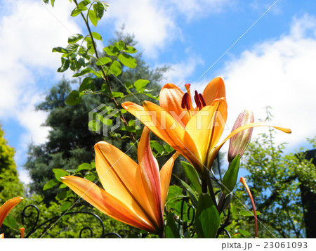 透かし百合の仲間のオレンジの花の写真素材