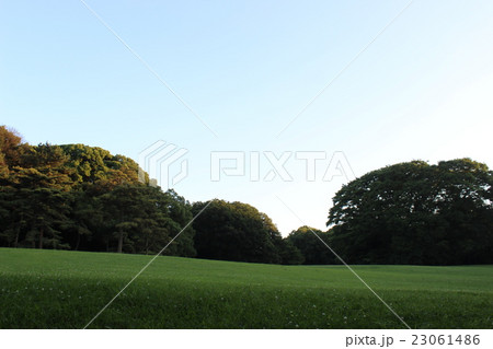 明治神宮境内 芝生広場の写真素材