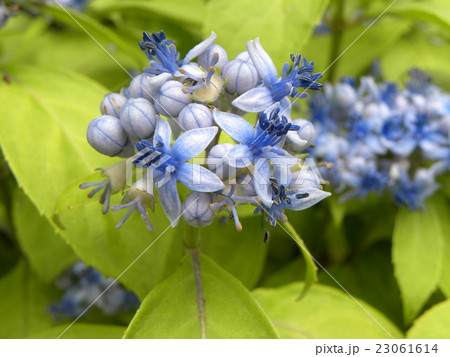 小さいサイズのアジサイデイクロアの青い花の写真素材