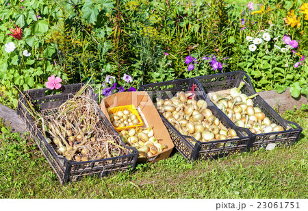 New crop onions drying on the sunlight 23061751