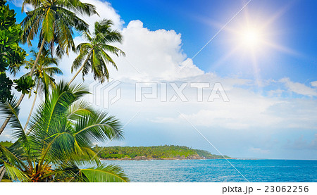 Coconut palms on the ocean shore Coconut palms on the ocean shore 23062256