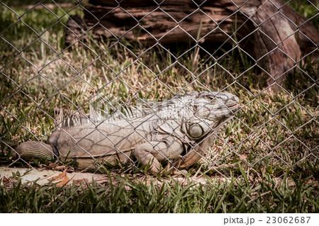 Close up of iguana in animal cage 23062687