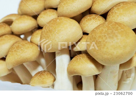 ブナシメジ 23062700