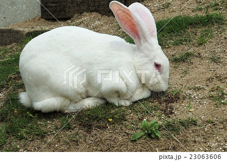 白いジャイアントウサギの写真素材 [23063606] - PIXTA