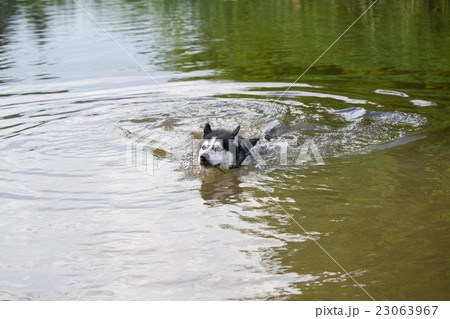 Siberian Husky frolics in the river. Siberian Husky frolics in the river. 23063967