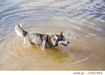 Siberian Husky frolics in the river. 23063969