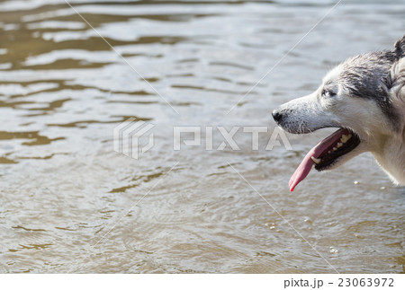 Siberian Husky frolics in the river. Siberian Husky frolics in the river. 23063972