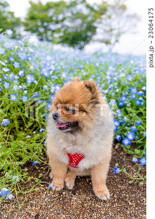 ポメラニアン ポメラニアン 23064175