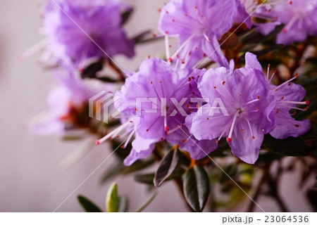 Group of pink Rhododendron bloom 23064536